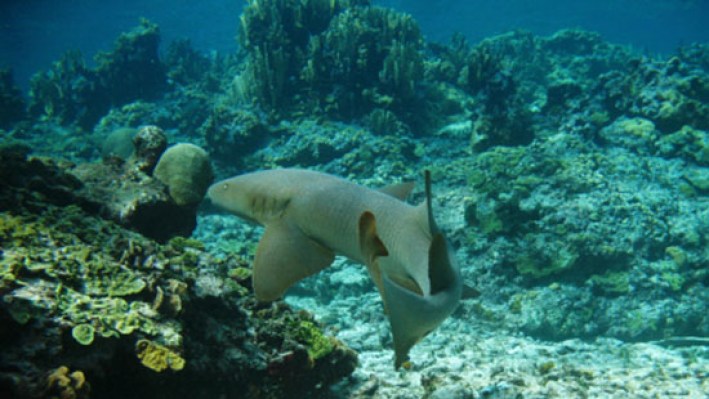 Sharks (17)_653